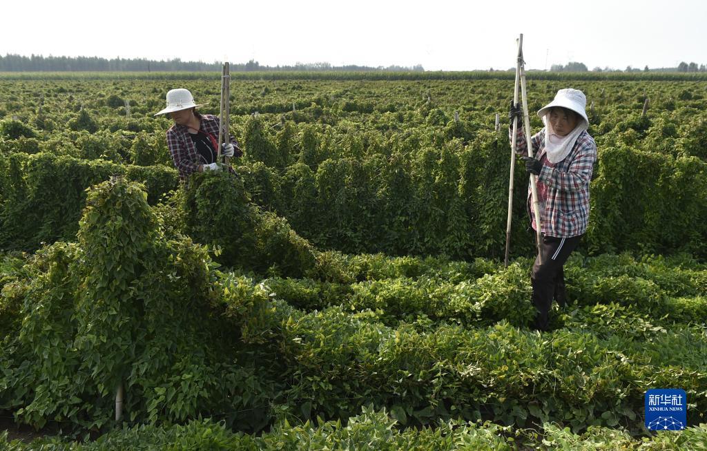 送彩金500的网站大白菜